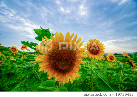 sunflower with sky 19739432