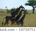 Tanzania Serengeti National Park 19739751