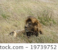 Tanzania Serengeti National Park 19739752