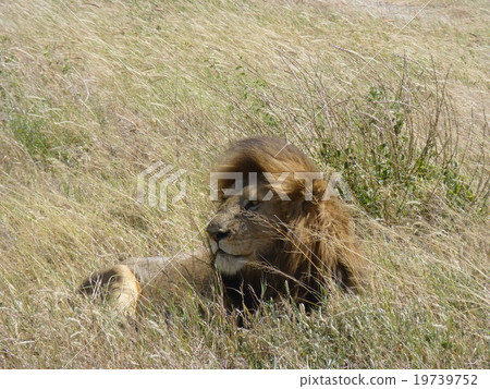 Tanzania Serengeti National Park Tanzania Serengeti National Park 19739752