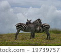 Tanzania Ngorongoro Conservation Area 19739757