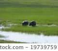 Tanzania Ngorongoro Conservation Area 19739759
