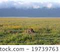 Tanzania Ngorongoro Conservation Area 19739763