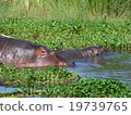 Tanzania Ngorongoro Conservation Area 19739765