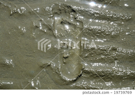 foot step on the mud foot step on the mud 19739769