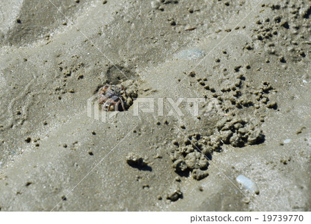ghost crab digging on the sand 19739770