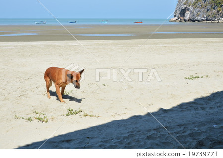 dog walking on the beach dog walking on the beach 19739771