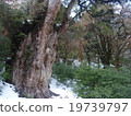 Yakushima 19739797