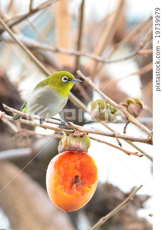 White-eye White-eye 19739979