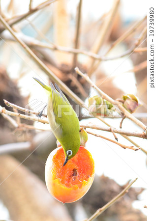 White-eye White-eye 19739980