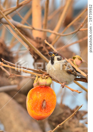 Sparrow Sparrow 19739982