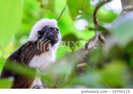 Monkey, Money, Monkey Year 2016 Monkey, Money, Monkey Year 2016 19740219