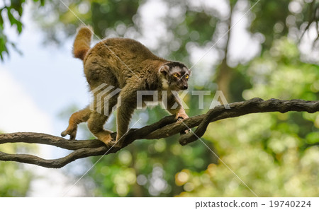 Monkey, Money, Monkey Year 2016 Monkey, Money, Monkey Year 2016 19740224