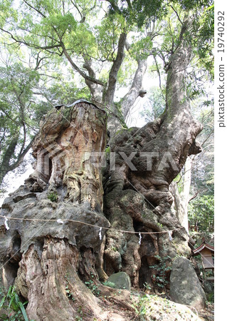 Shogunya Shrine's Ogusu (Power Tree) Shot in December 19740292