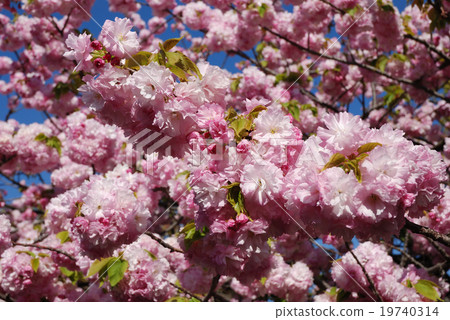 薄荷櫻花 薄荷櫻花 19740314