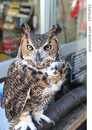 Earthworm Owl Owl Birds of Prey America Wasimi Misuku chicks 19741052