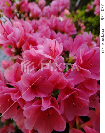 Hilarious, one side saturation, azalea petals 19741077