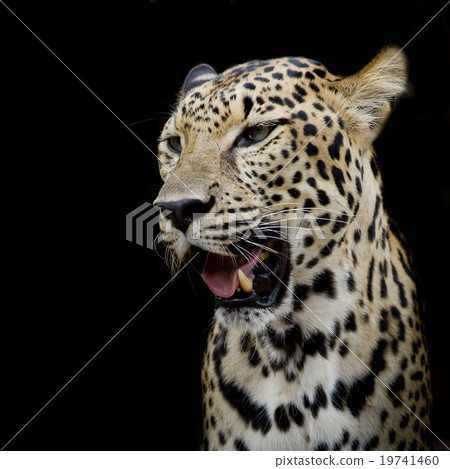 Leopard portrait Leopard portrait 19741460
