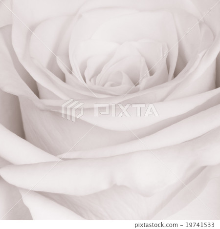 white rose close up white rose close up 19741533