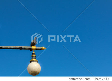 Pigeons on lamp post 19742615