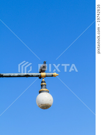 Pigeons on lamp post 19742616