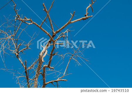 Dry tree branches and  blue sky  background 19743510
