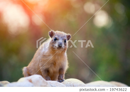 Rock hyrax walking on the rock Rock hyrax walking on the rock 19743622