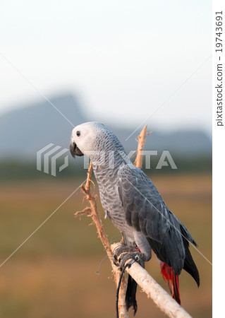 Parrot on a perch on wooden Parrot on a perch on wooden 19743691