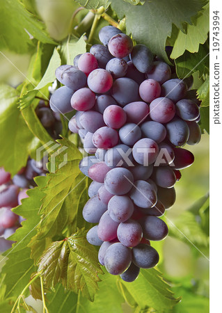 Red bunches of grape Red bunches of grape 19743994