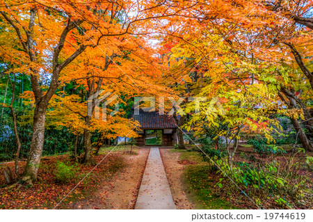 the golden path the golden path 19744619