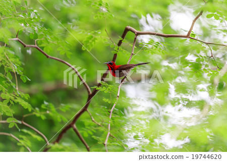 Crimson sunbird 19744620