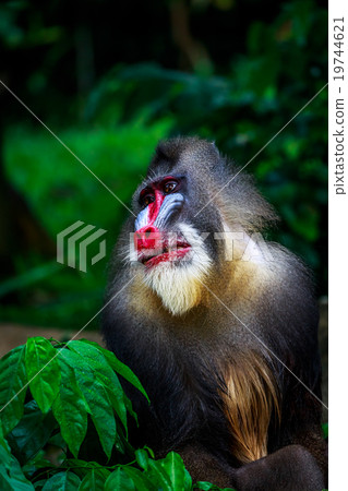 the mandrill the mandrill 19744621