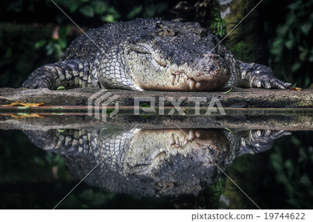 crocodile and its reflection crocodile and its reflection 19744622