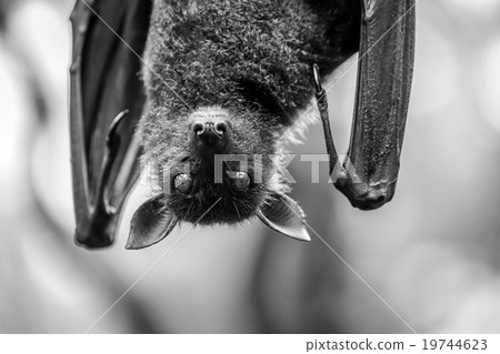 bat's stare bat's stare 19744623