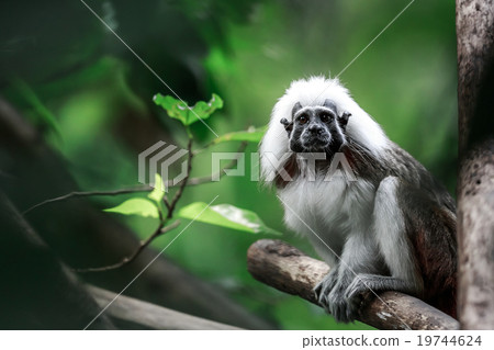 Cotton-top tamarin Cotton-top tamarin 19744624