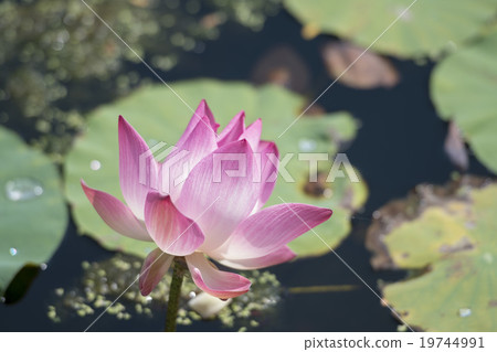 THAILAND BANGKOK SAMUT PRAKAN LOTUS FLOWER 19744991