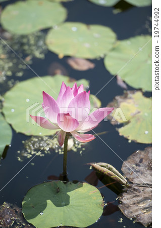 THAILAND BANGKOK SAMUT PRAKAN LOTUS FLOWER 19744992