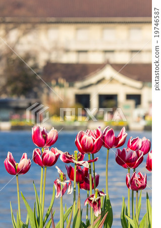 Ueno Park fountain and flower bed, Tokyo National Museum 19746587
