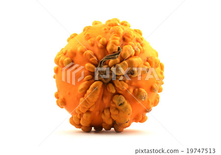 yellow squash with pimples yellow squash with pimples 19747513