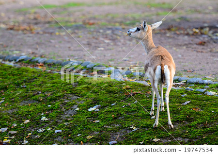 Persian gazelle in the Helsinki Zoo 19747534