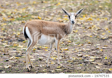 Persian gazelle in the Helsinki Zoo 19747535