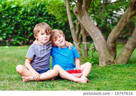 Two little boys picking cherries in garden Two little boys picking cherries in garden 19747616