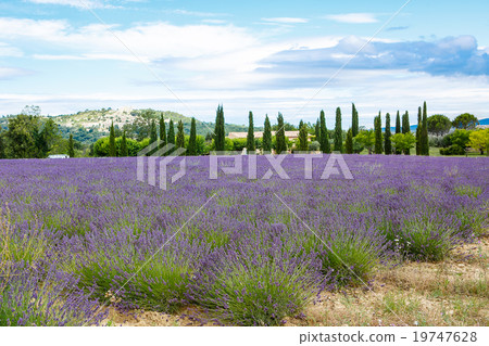 Lavender fields near Valensole in Provence, France Lavender fields near Valensole in Provence, France 19747628