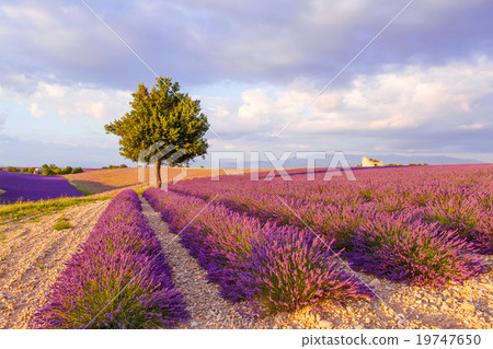 Lavender fields near Valensole in Provence, France 19747650