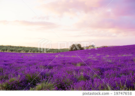 Lavender fields near Valensole in Provence, France 19747658