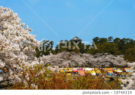 Okazaki Castle Cherry Blossom Festival Okazaki Castle Cherry Blossom Festival 19748319