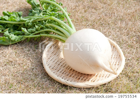 Round daikon Round daikon 19755534