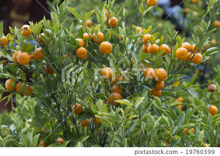 Tachibana麵條 19760399