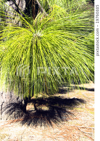 松針 松針 19760885