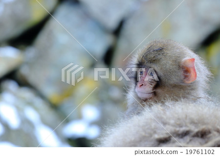 Japanese macaques Japanese macaques 19761102